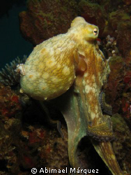 Octopus, Crash Boat Pier, Aguadilla, P.R. by Abimael Márquez 